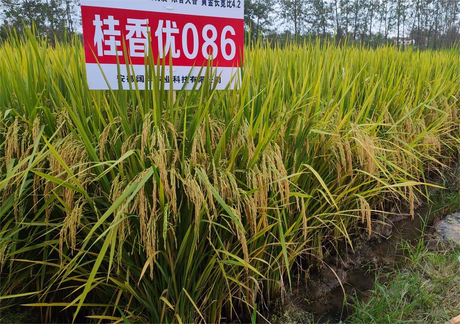 桂香優086