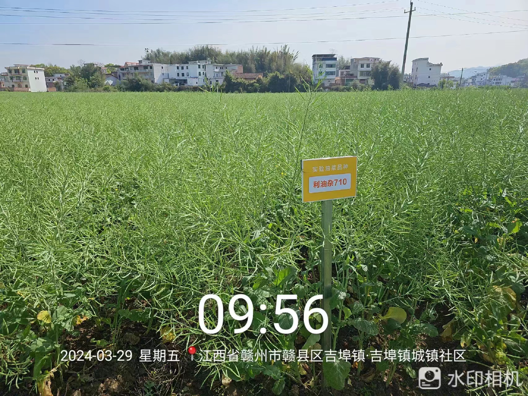 利油710