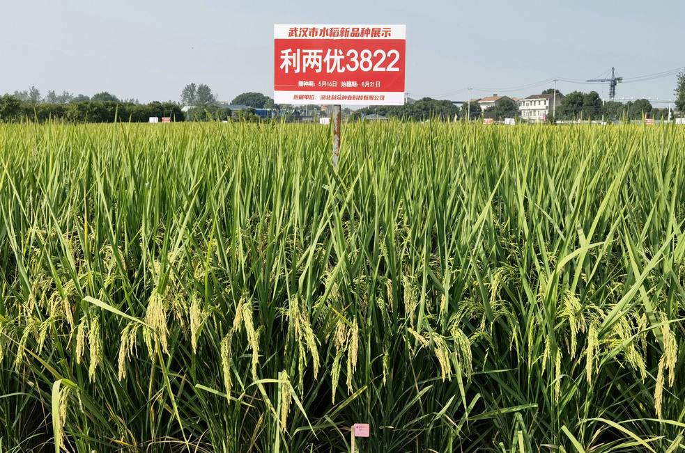 利兩優3822